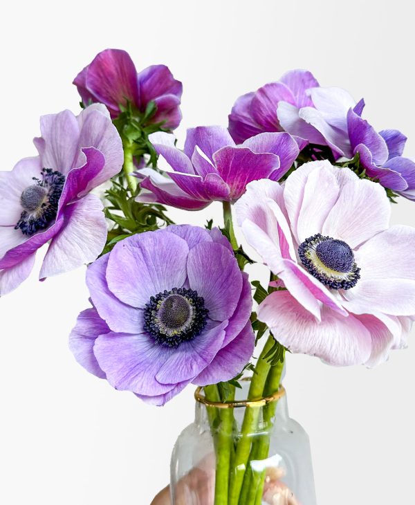 Abracadabra (8 stems, in vase) - Image 6