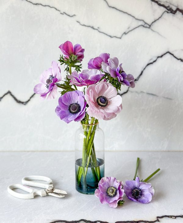 Abracadabra (8 stems, in vase) - Image 3